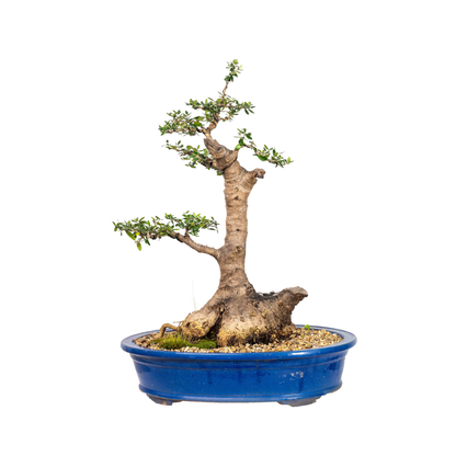 Asian Olive Bonsai (1980)