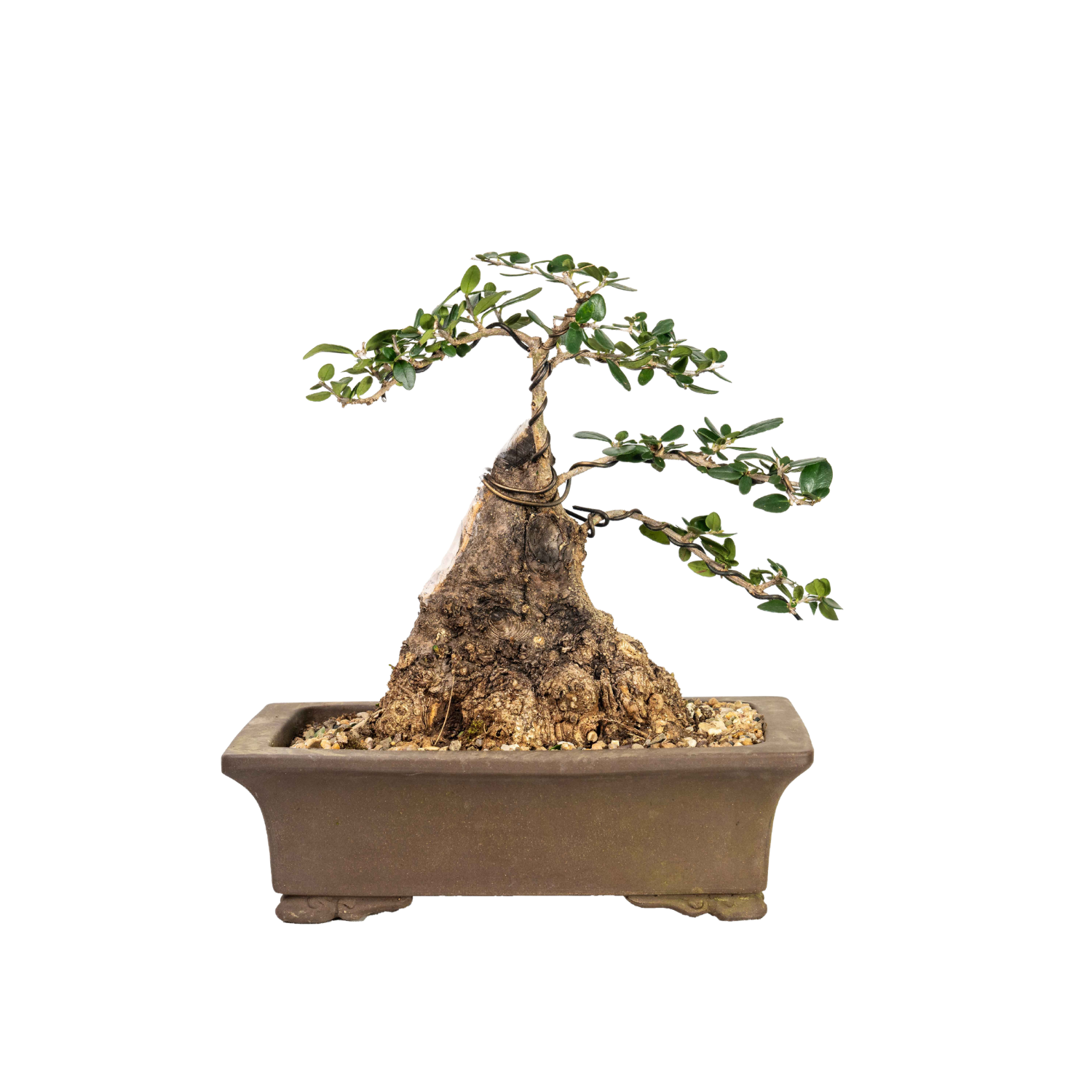 Asian Olive Bonsai (1980)