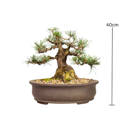 Japanese Black Pine Bonsai (1979)