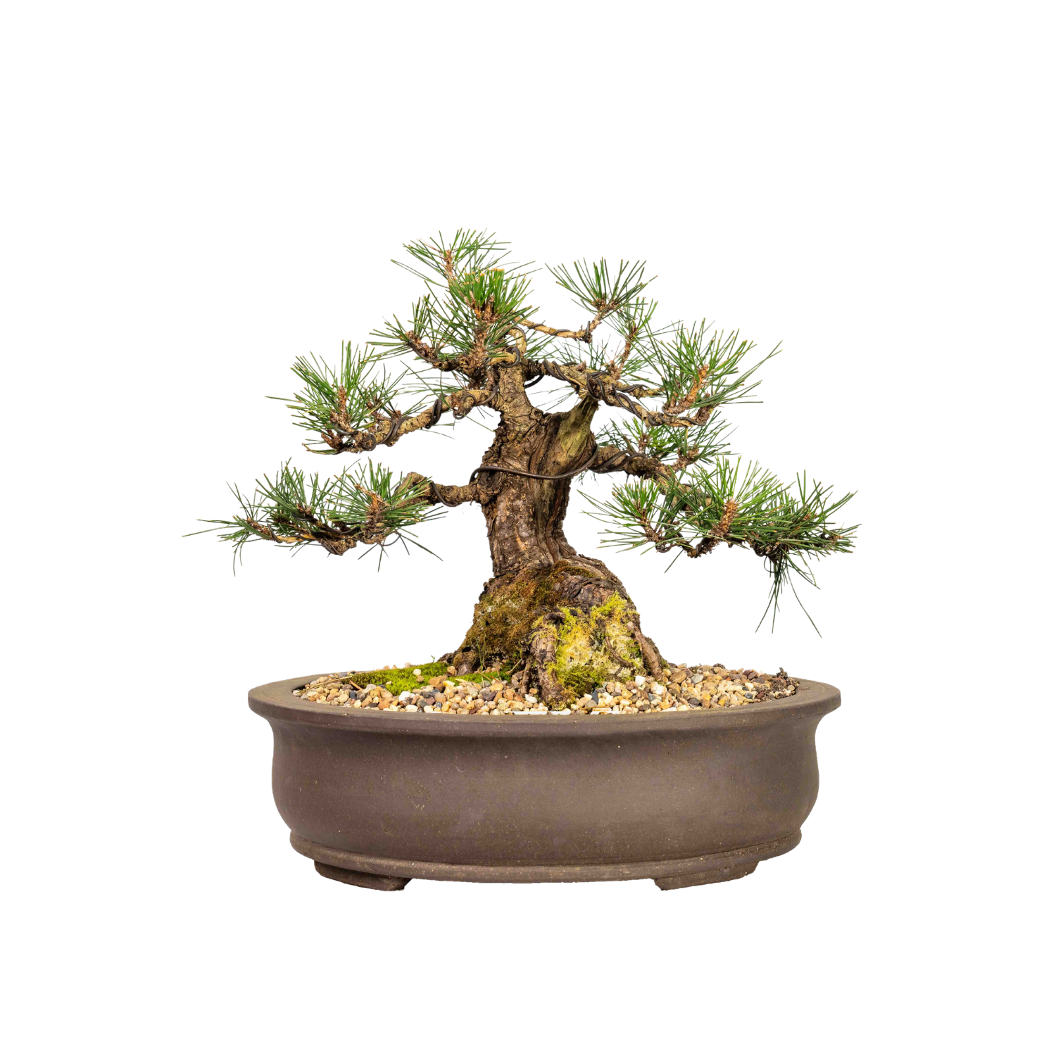 Japanese Black Pine Bonsai (1979)