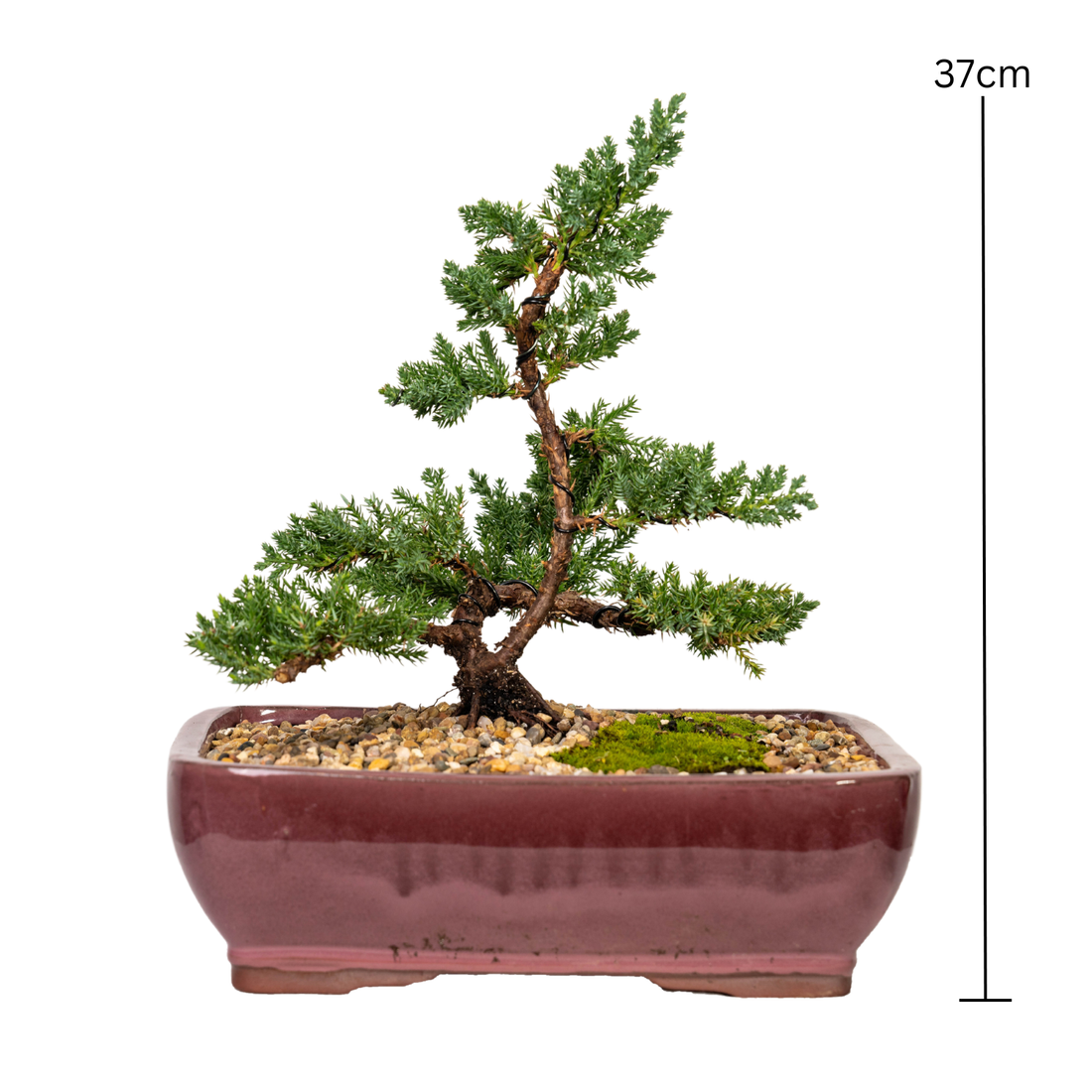 Juniper Bonsai (2011)