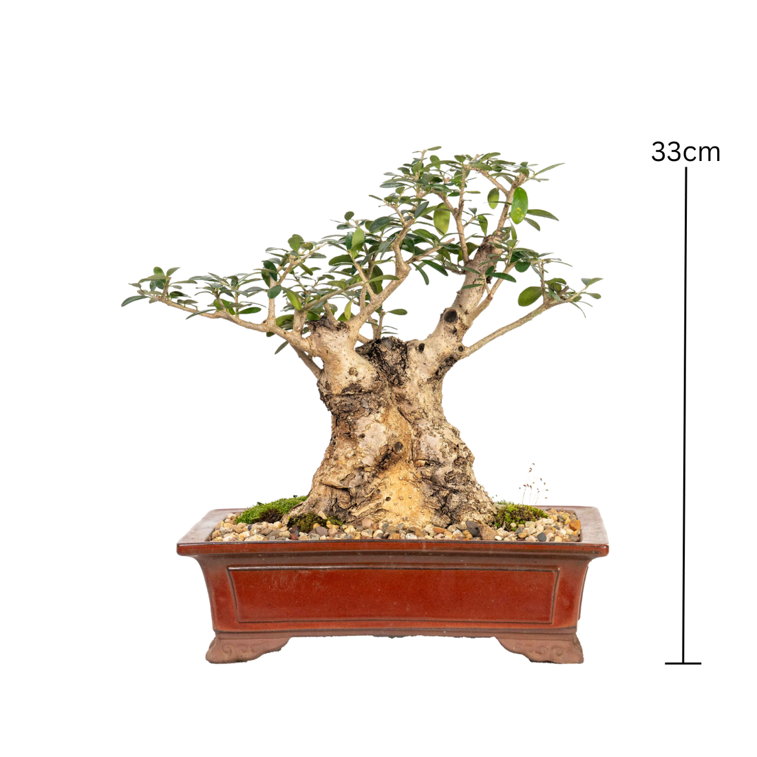 Asian Olive Bonsai (1982)