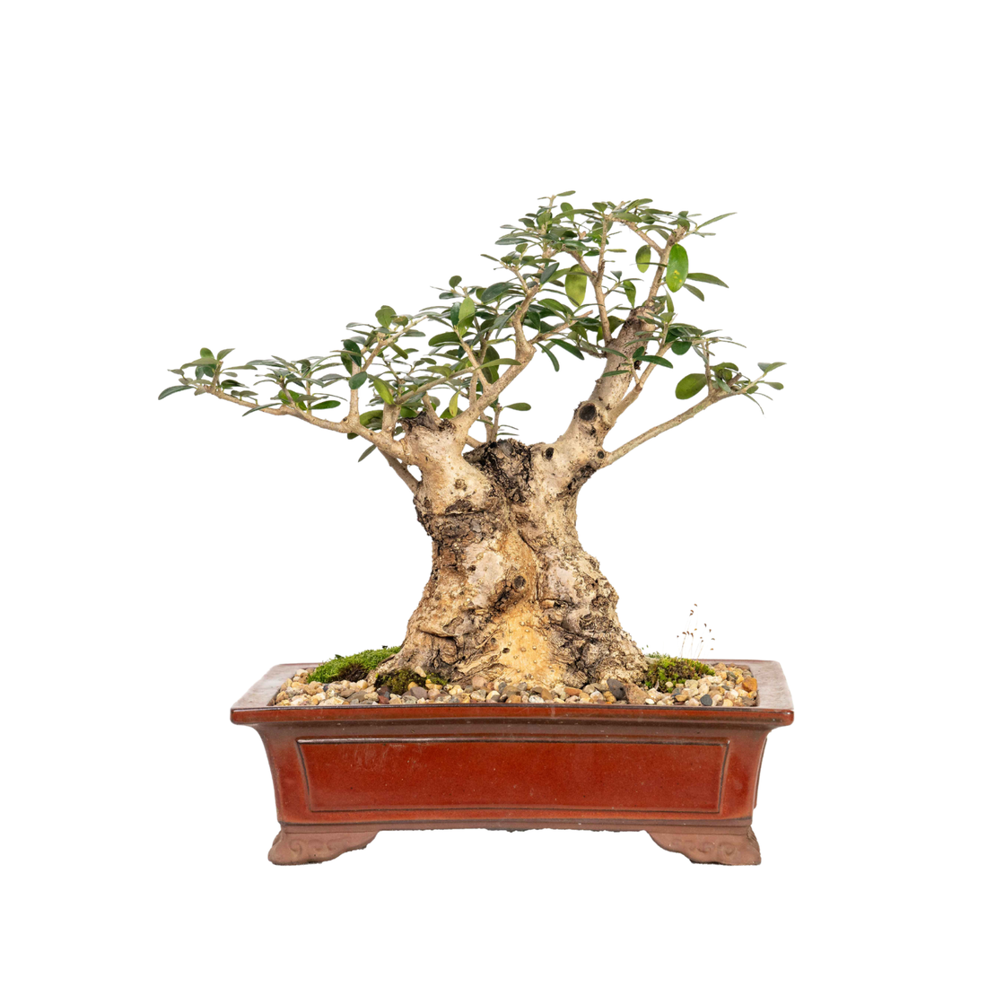 Asian Olive Bonsai (1982)