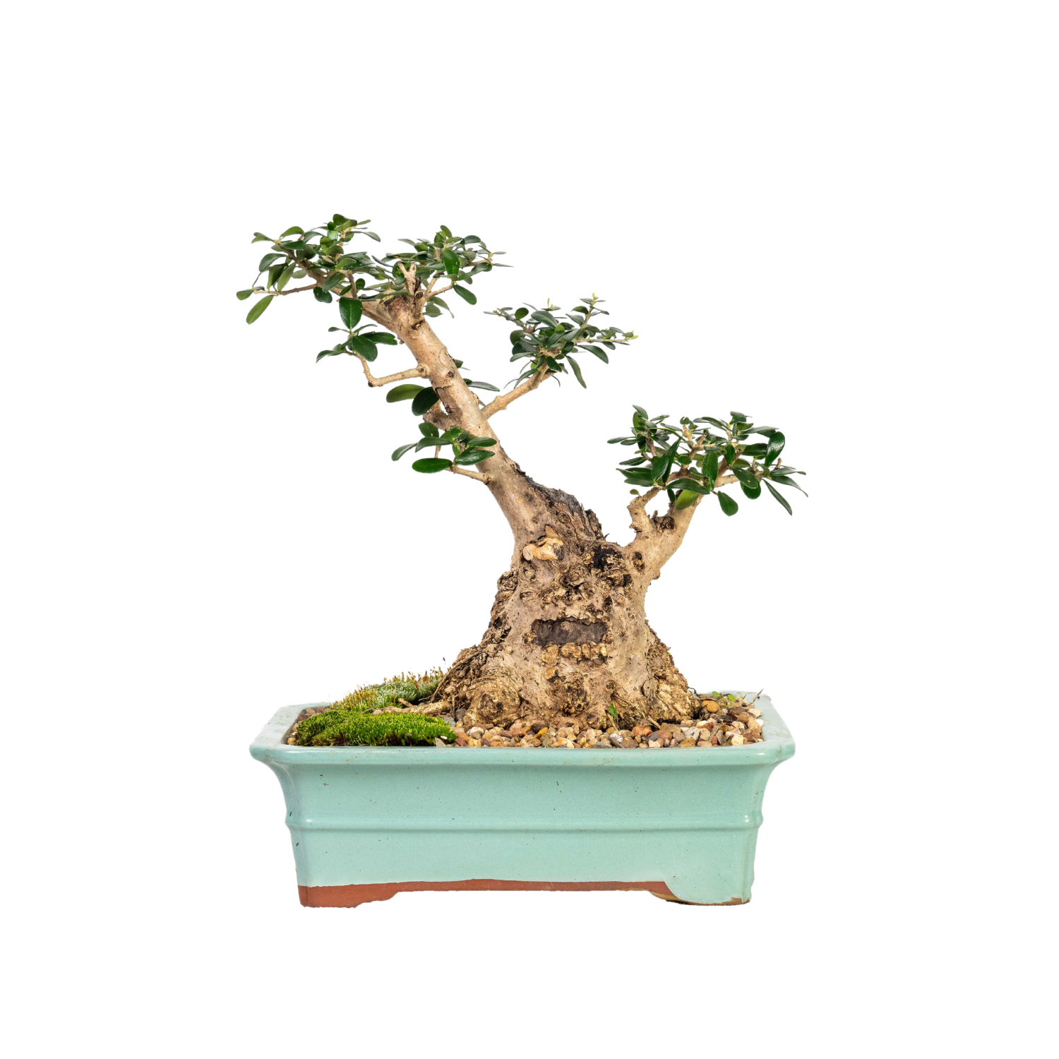 Asian Olive Bonsai (1986)