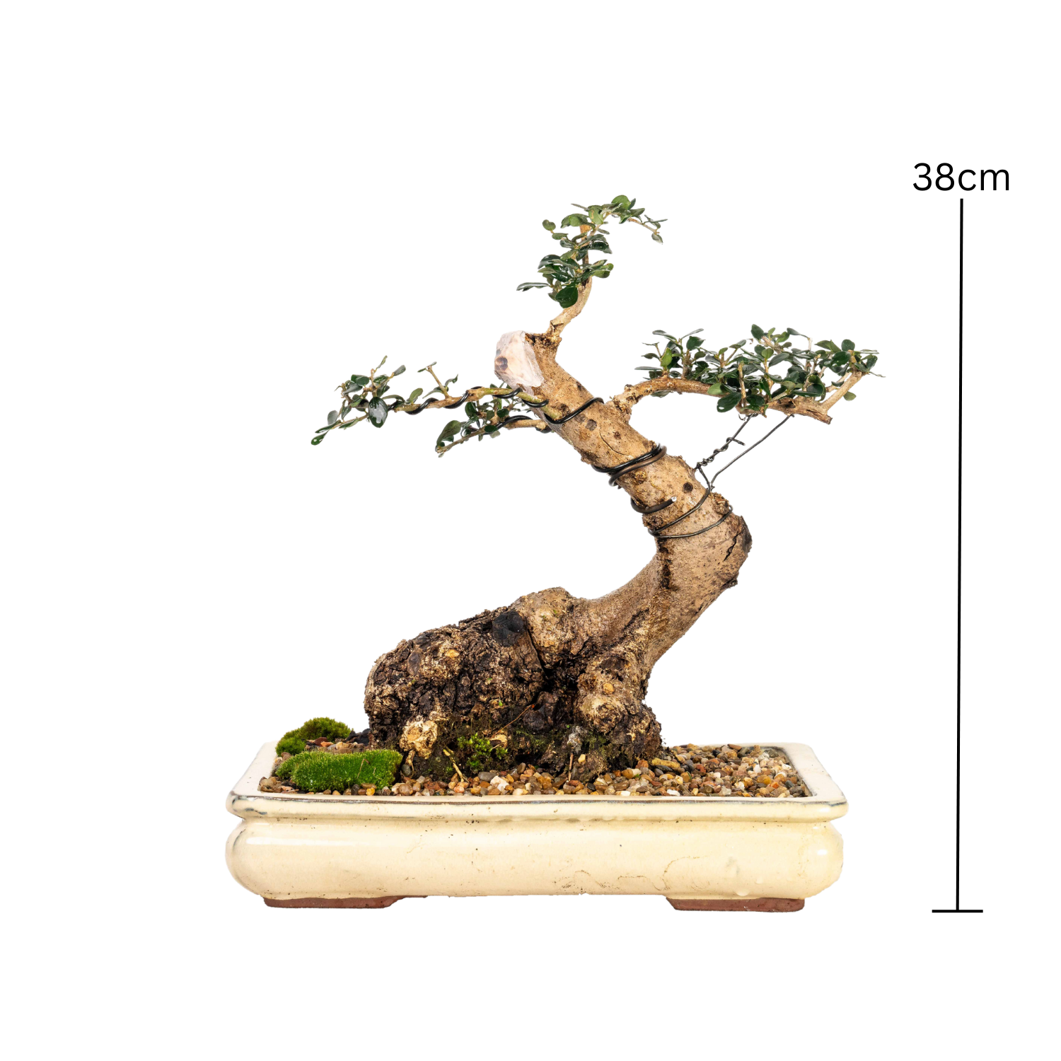 Asian Olive Bonsai (1980)