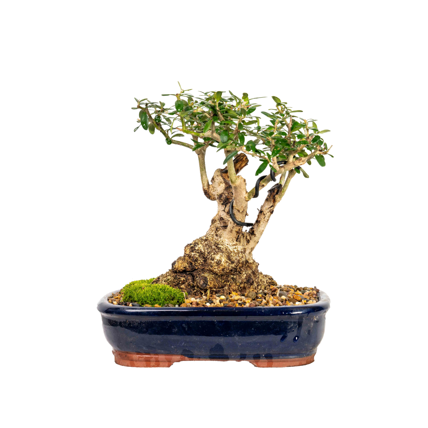 Asian Olive Bonsai (1985)