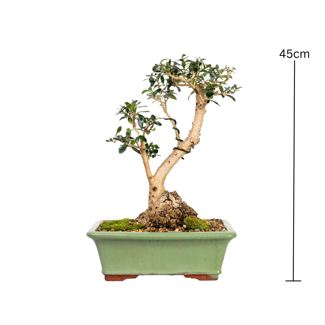 Asian Olive Bonsai (1990)