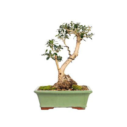 Asian Olive Bonsai (1990)