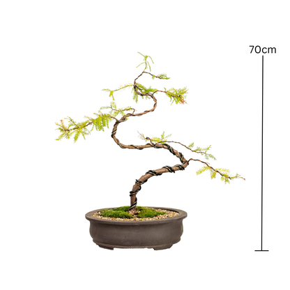 Swamp Cypress Bonsai (2000)