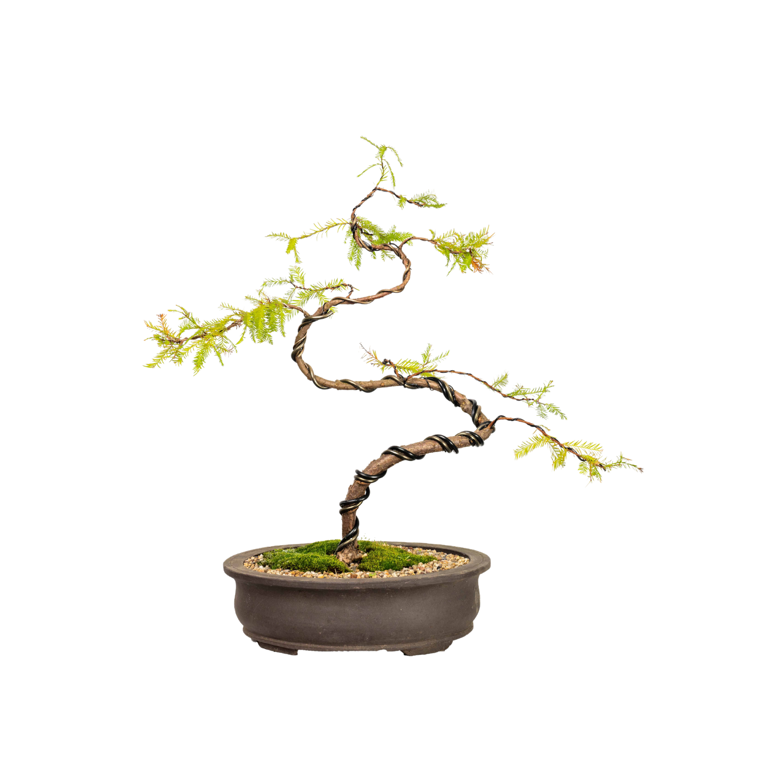 Swamp Cypress Bonsai (2000)