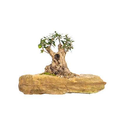 Asian Olive Bonsai (1989)