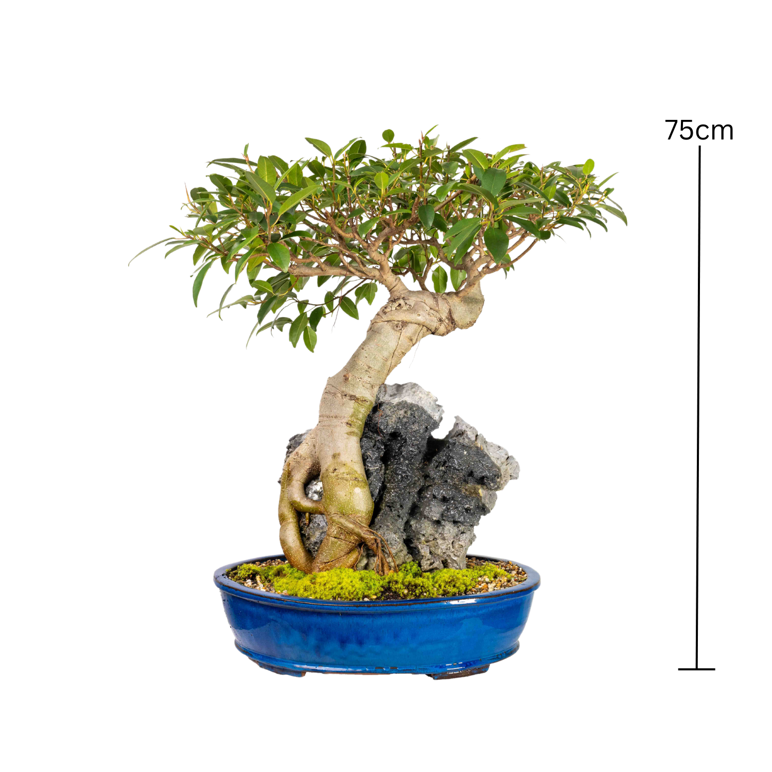 Port Jackson Fig Bonsai (1970)