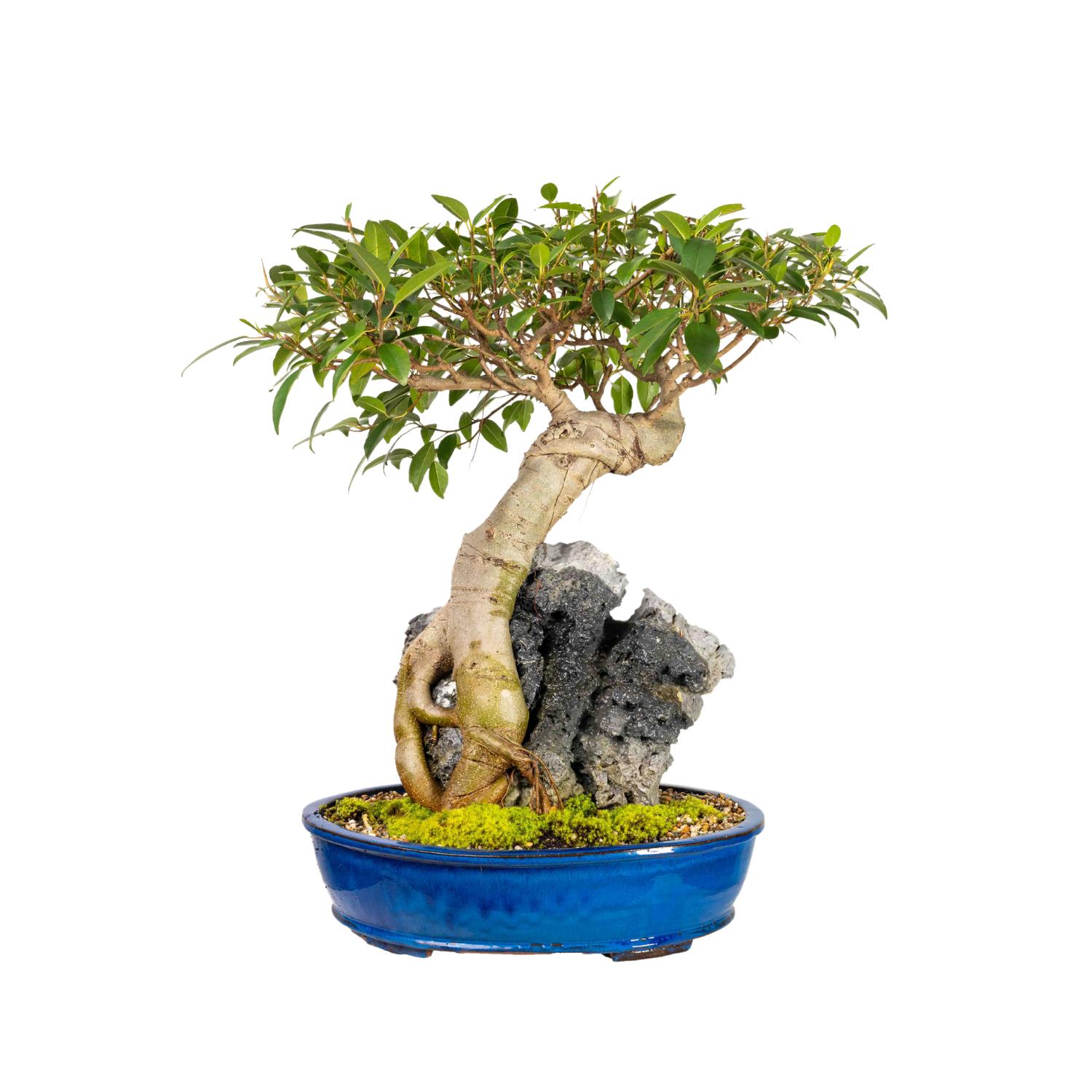 Port Jackson Fig Bonsai (1970)