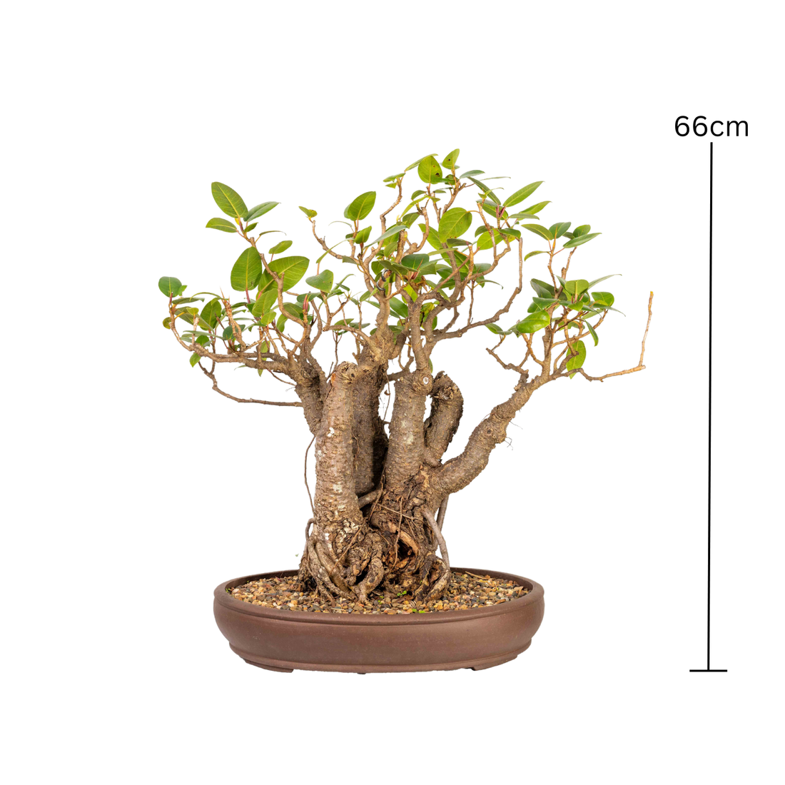 Port Jackson Fig Bonsai (1952)