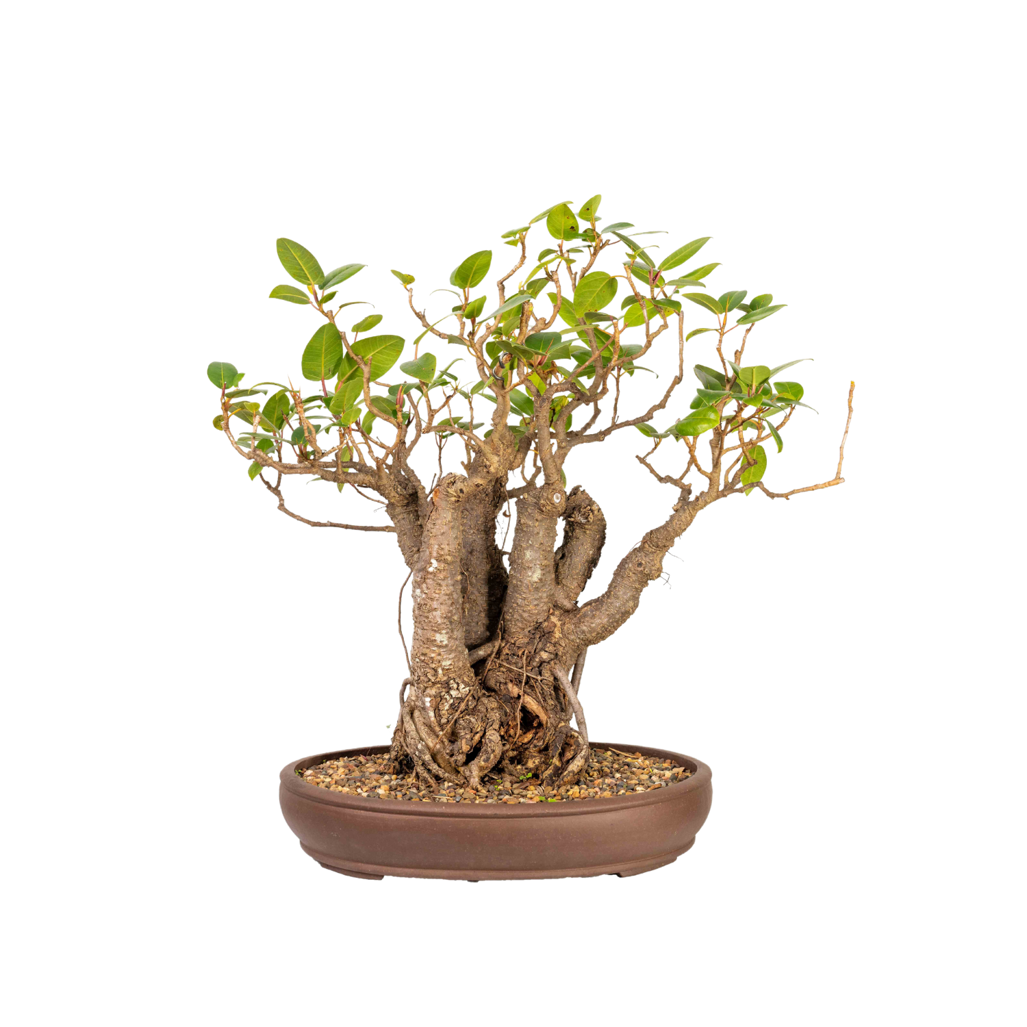 Port Jackson Fig Bonsai (1952)