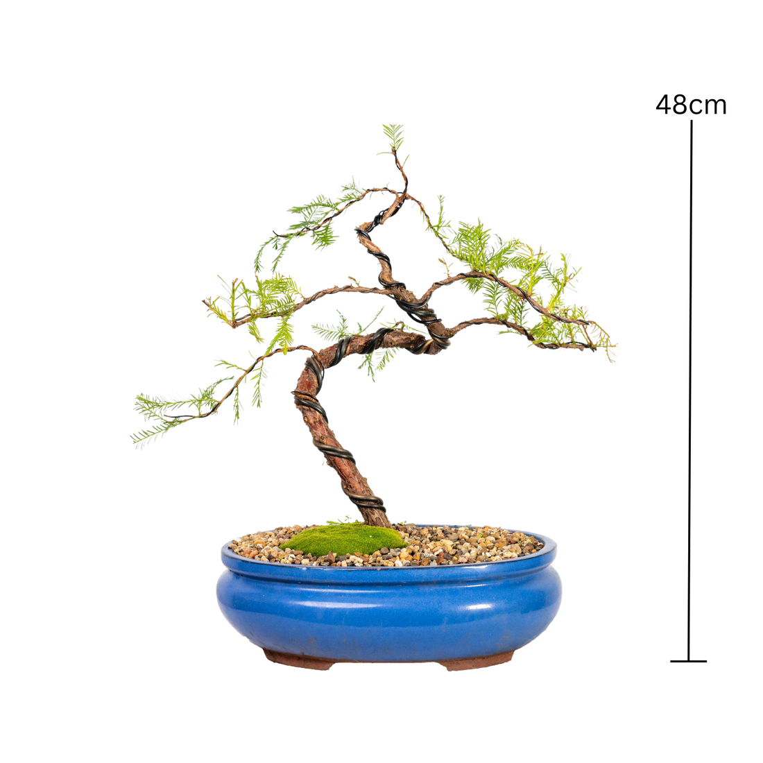 Swamp Cypress Bonsai (2001)