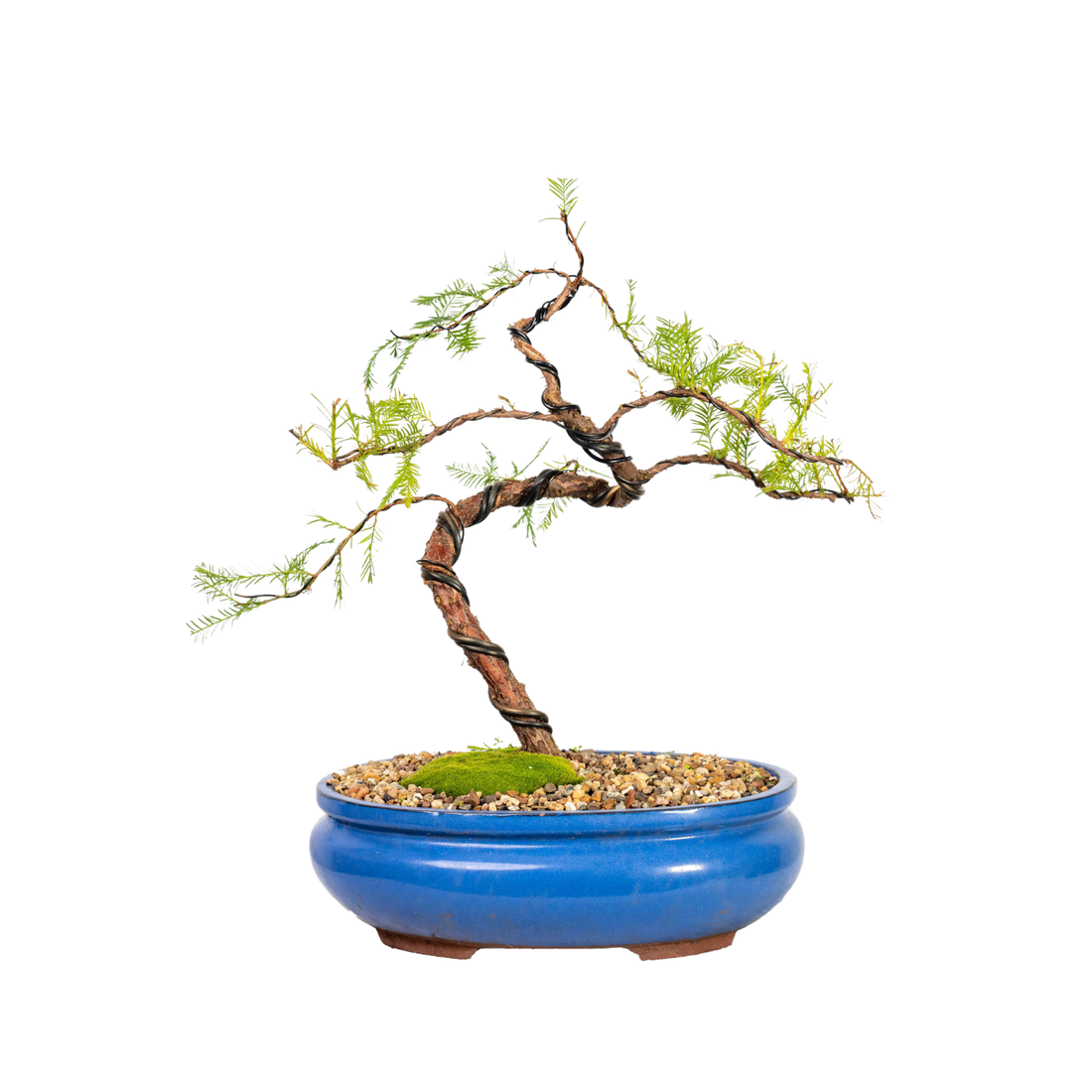 Swamp Cypress Bonsai (2001)