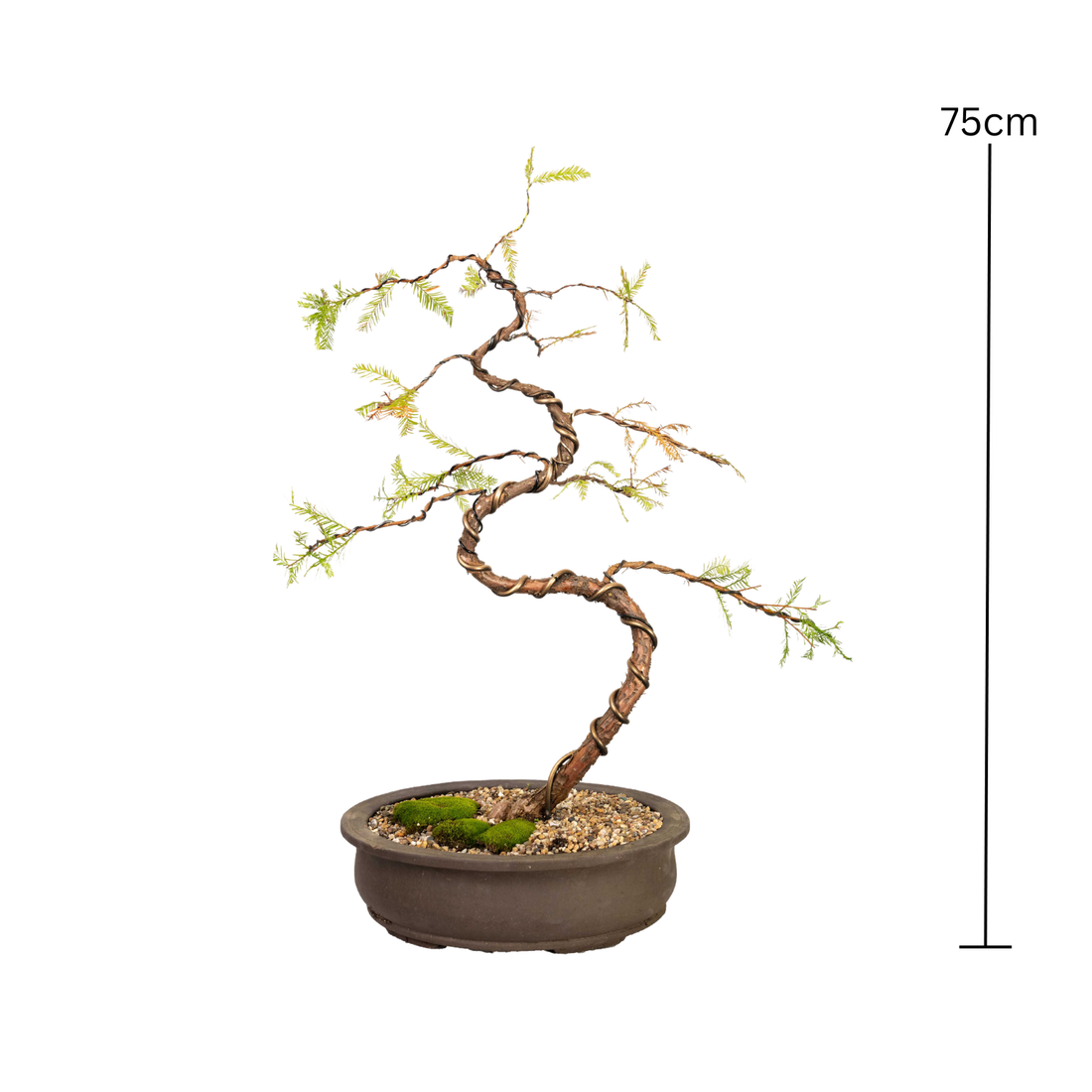 Swamp Cypress Bonsai (1999)