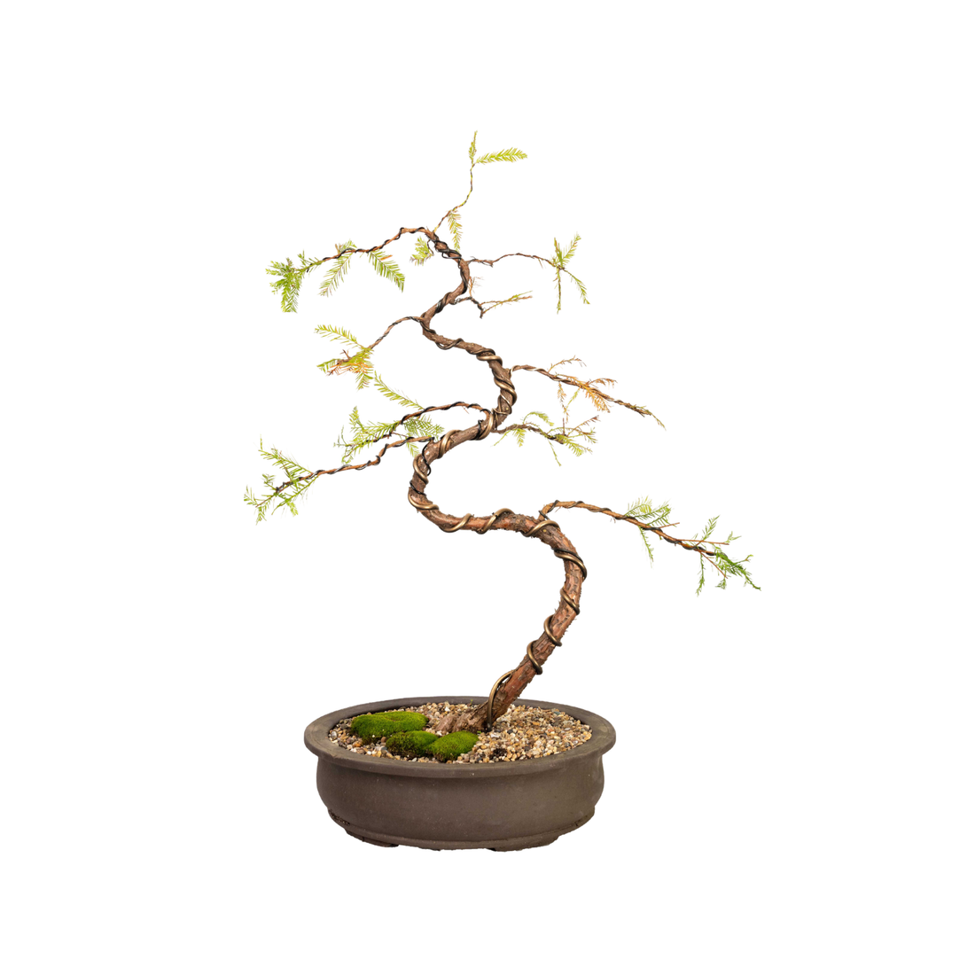 Swamp Cypress Bonsai (1999)