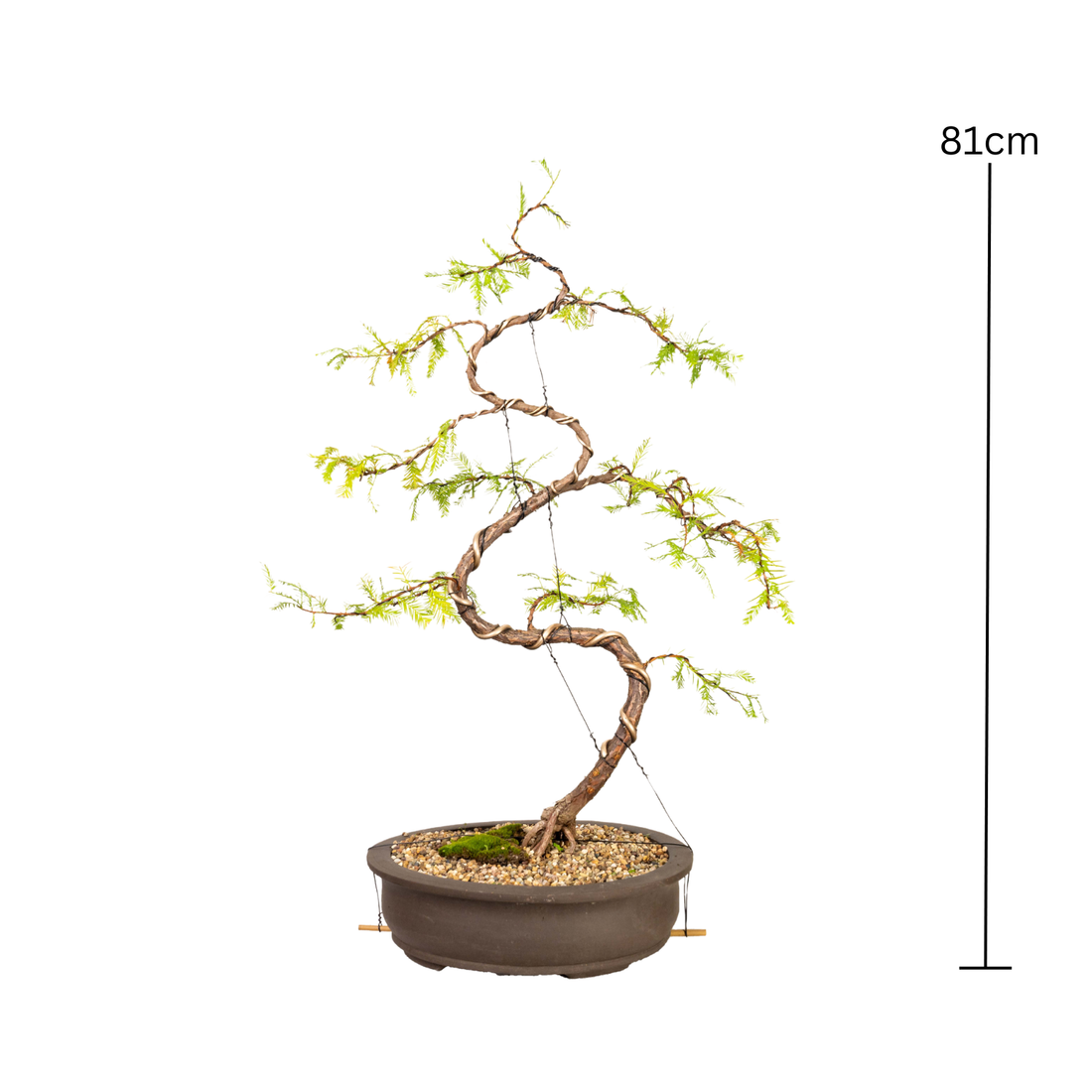 Swamp Cypress Bonsai (1999)