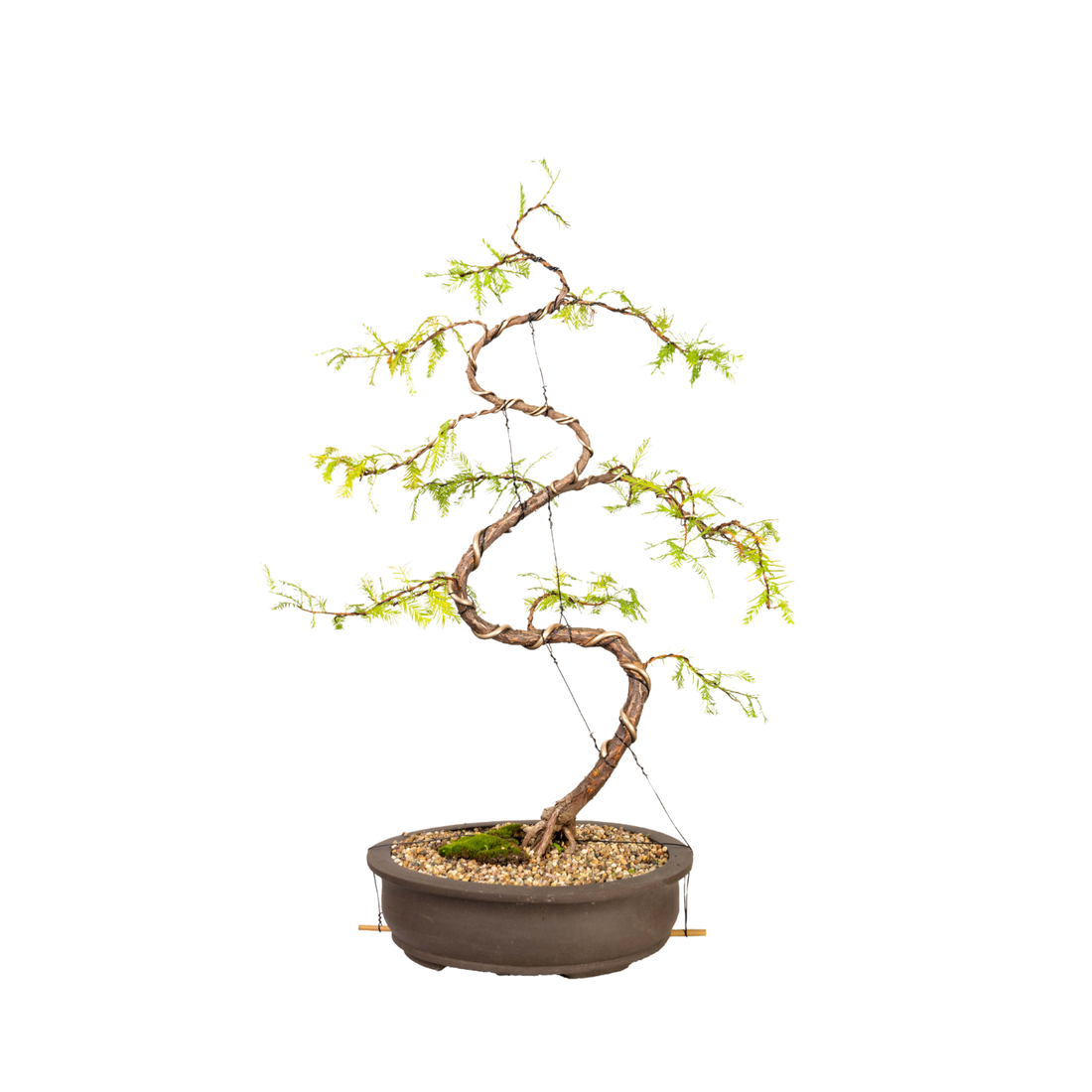 Swamp Cypress Bonsai (1999)