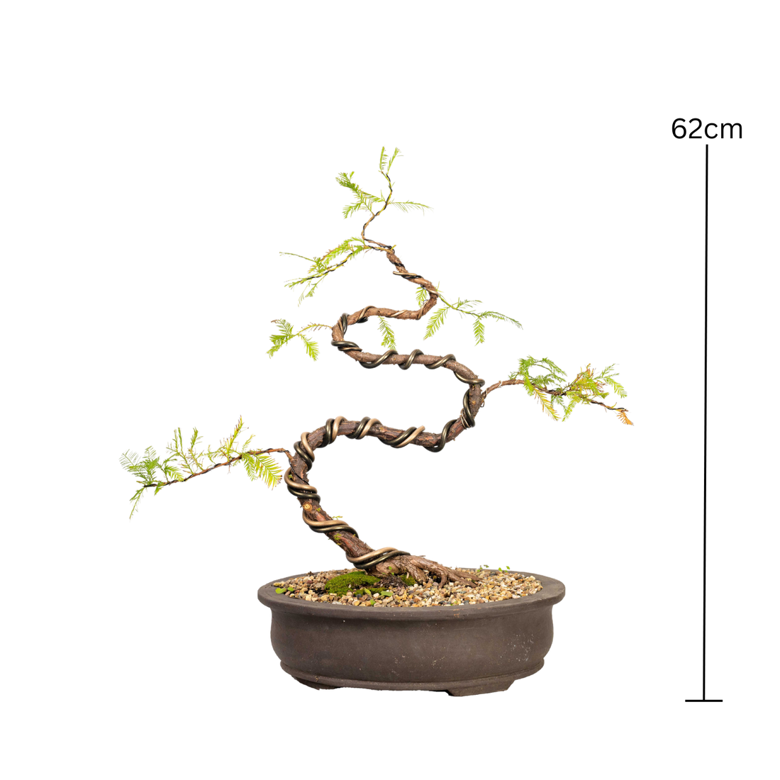 Swamp Cypress Bonsai (1999)