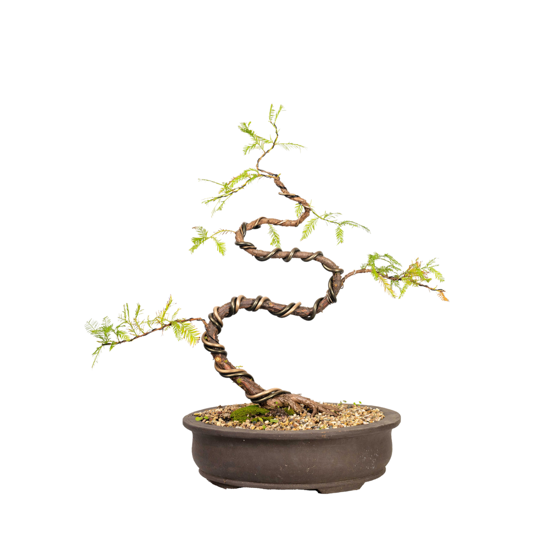 Swamp Cypress Bonsai (1999)