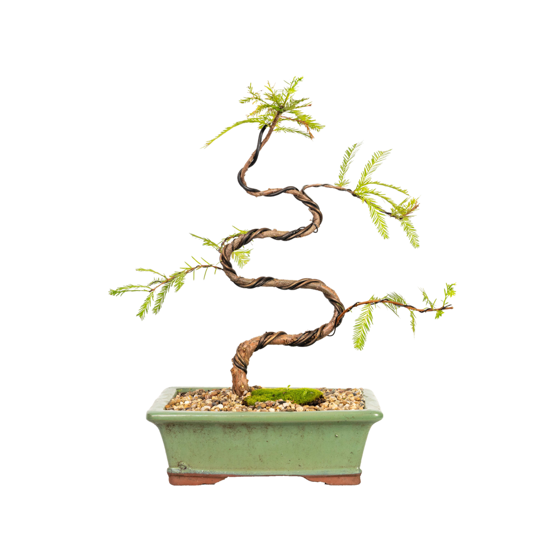 Swamp Cypress Bonsai (2007)