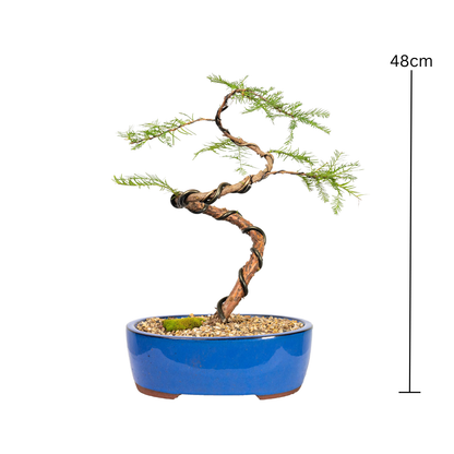 Swamp Cypress Bonsai (2002)