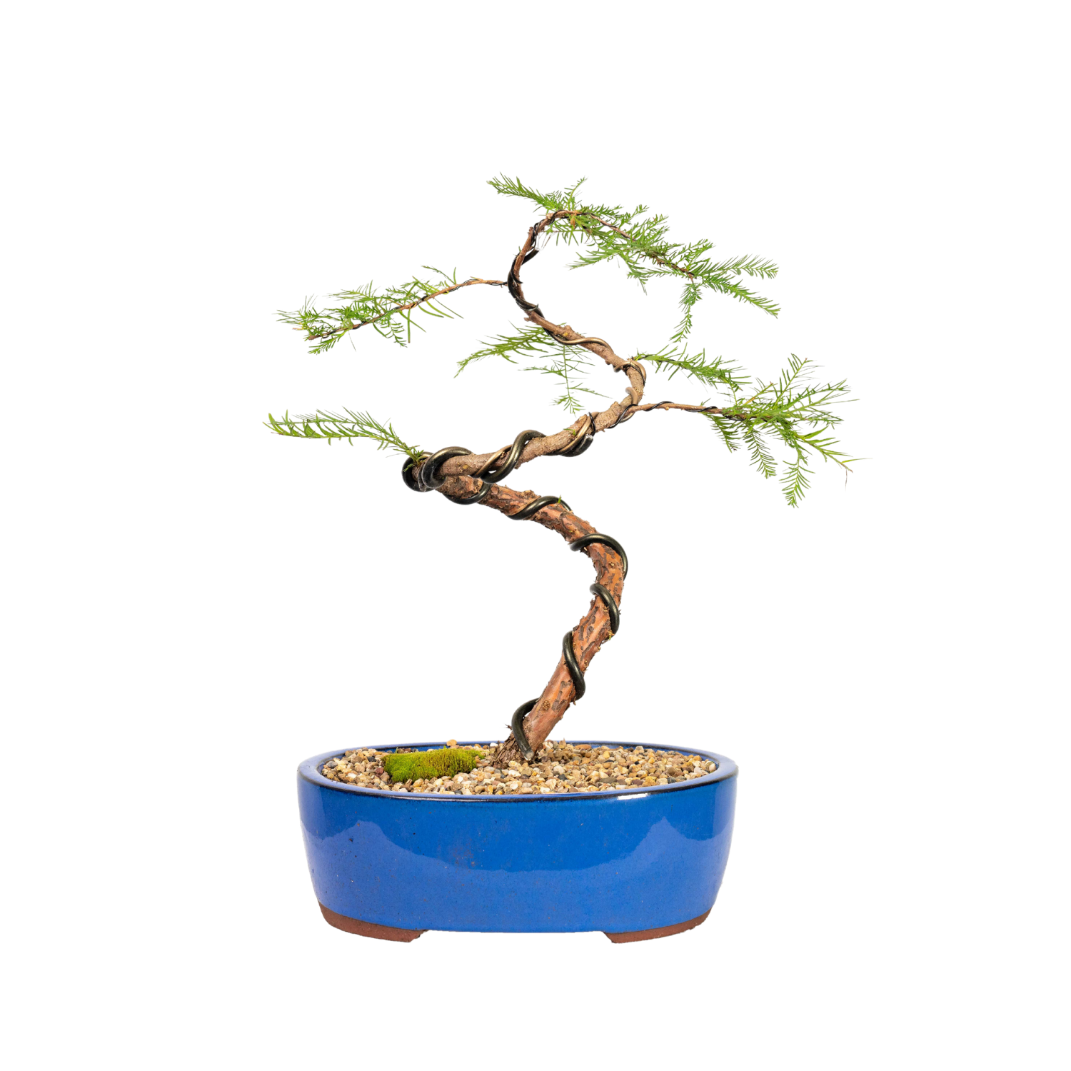 Swamp Cypress Bonsai (2002)