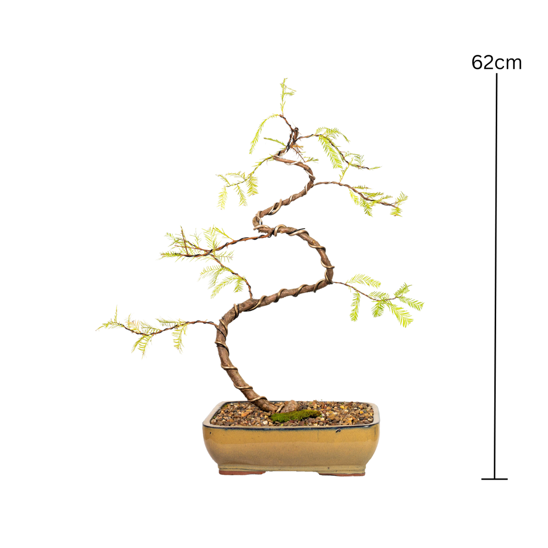 Swamp Cypress Bonsai (2005)