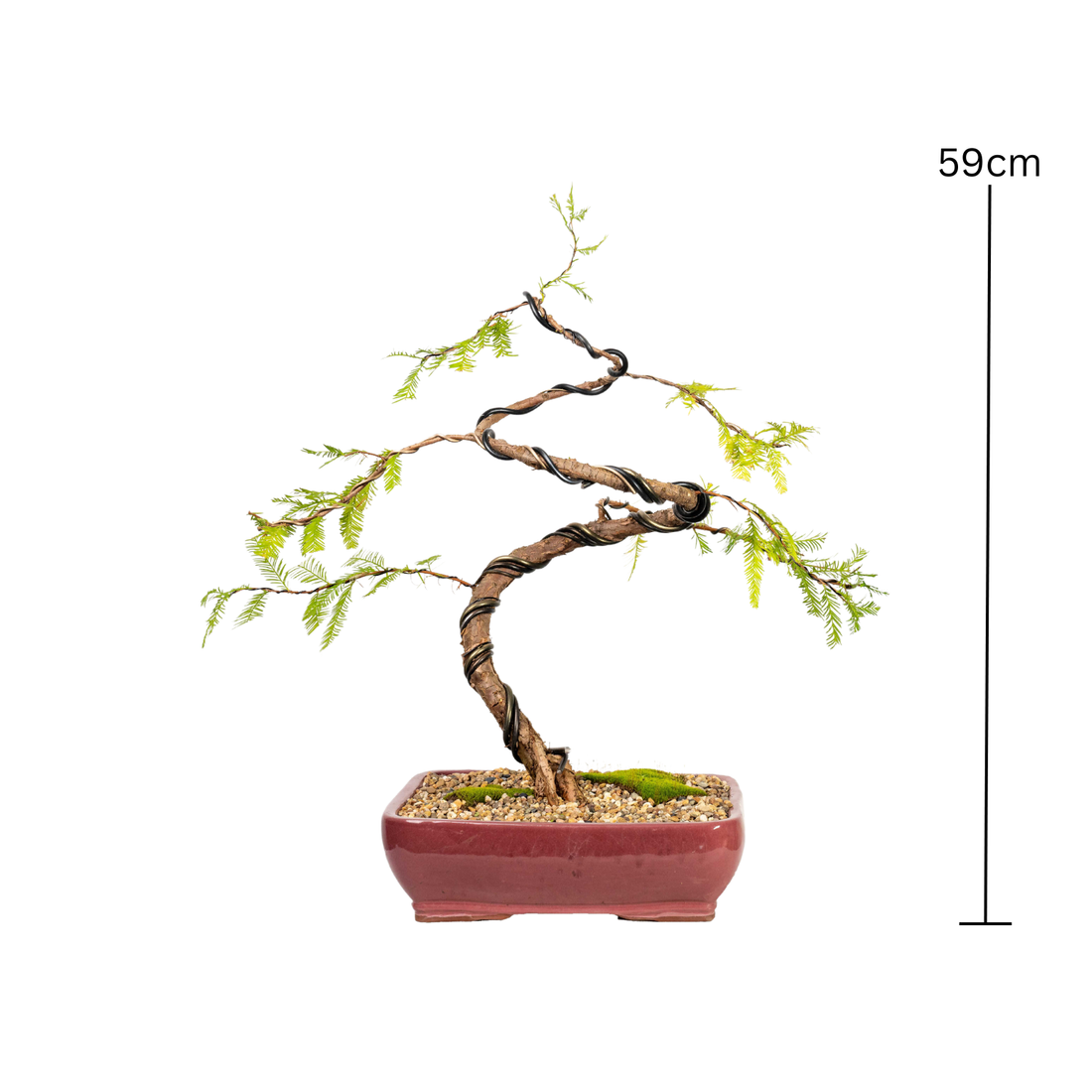 Swamp Cypress Bonsai (2000)