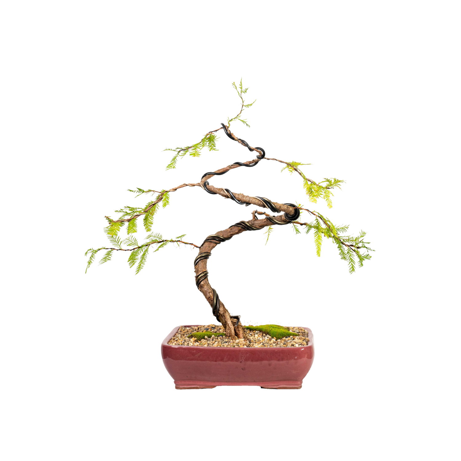 Swamp Cypress Bonsai (2000)