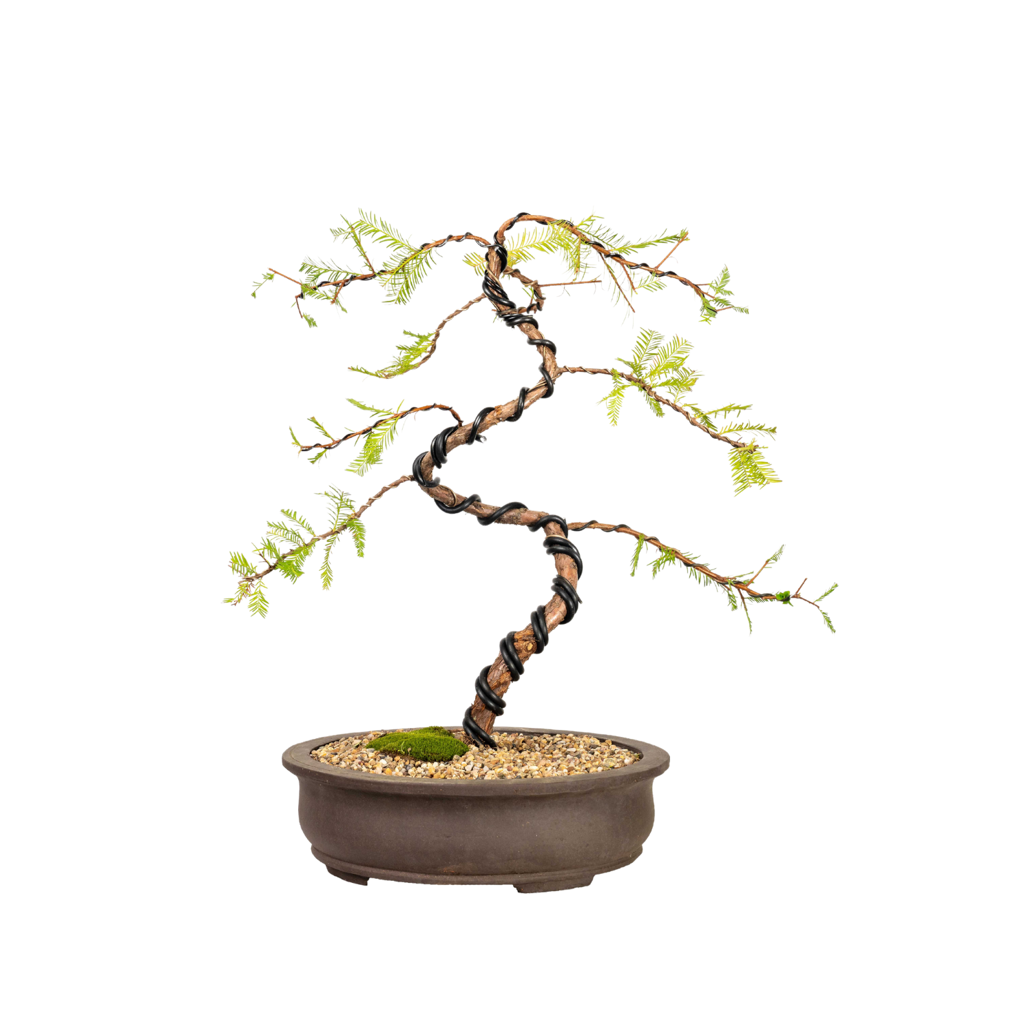 Swamp Cypress Bonsai (2000)