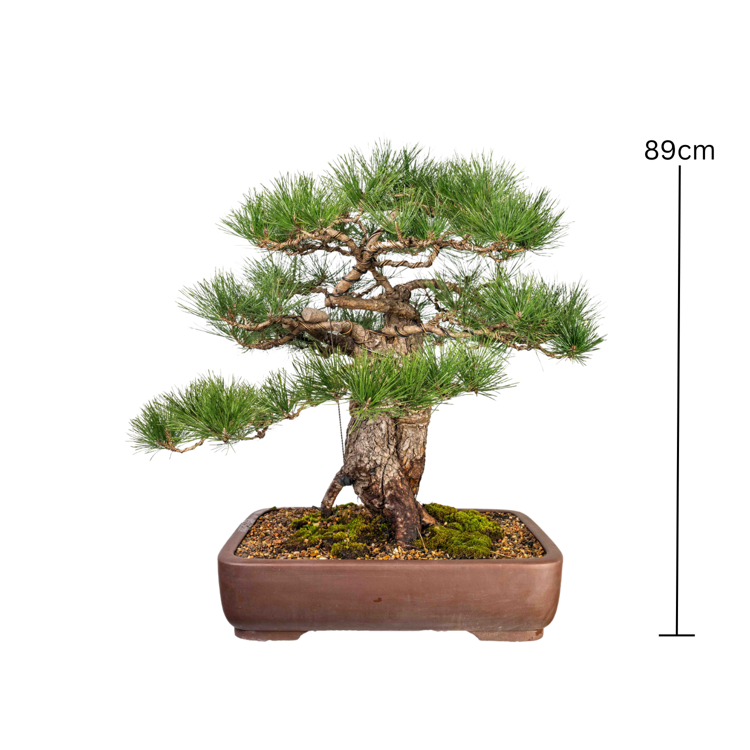 Japanese Black Pine Bonsai (1960)