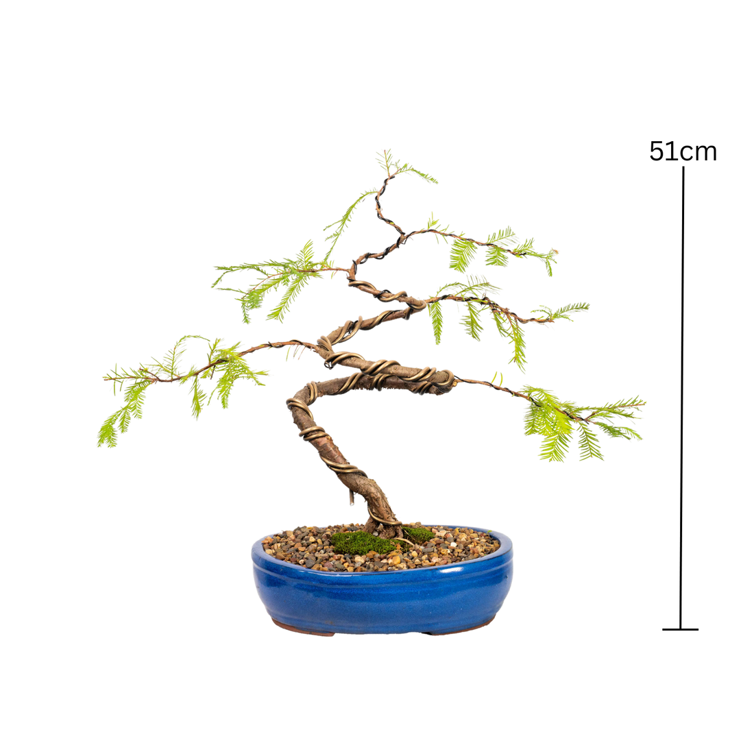 Swamp Cypress Bonsai (2002)