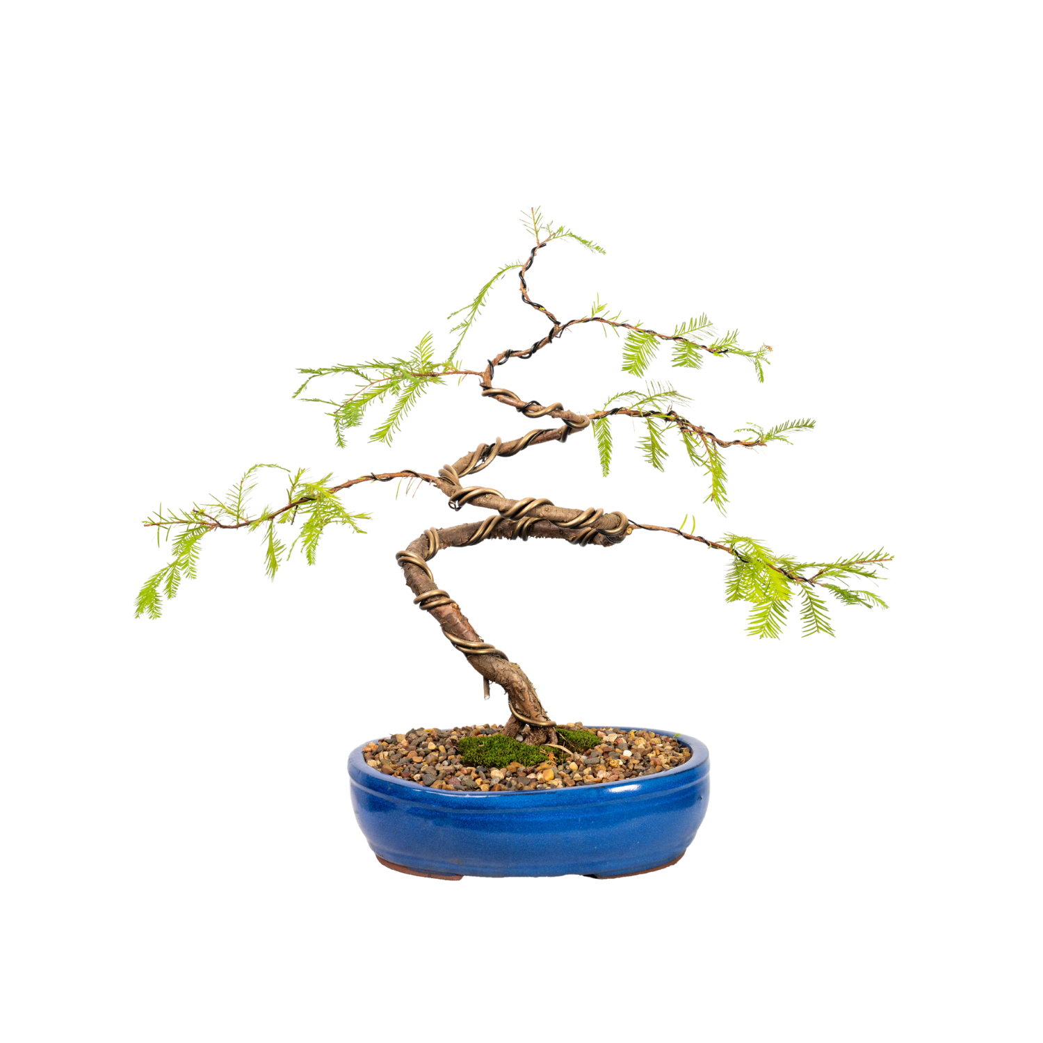 Swamp Cypress Bonsai (2002)