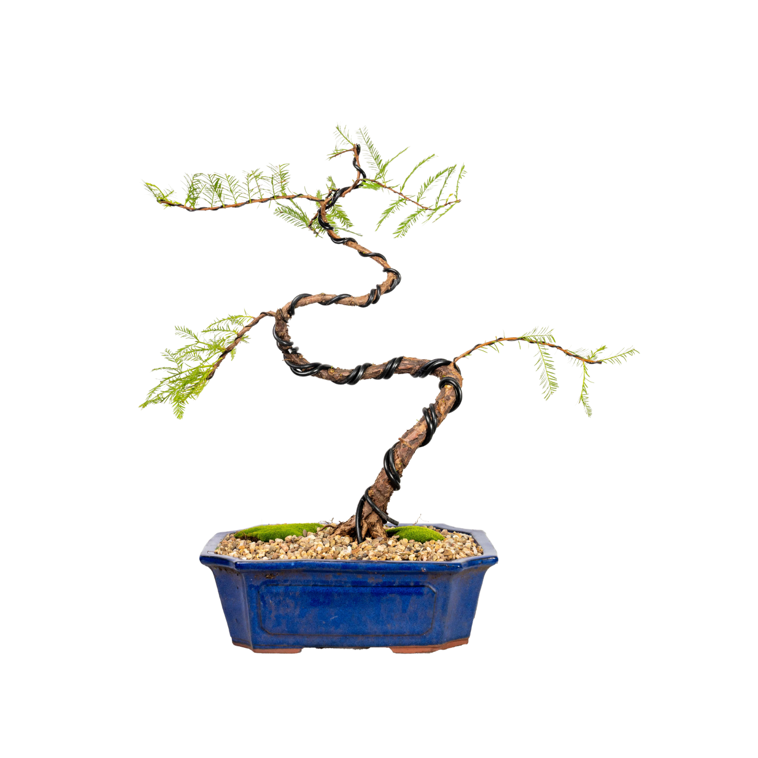 Swamp Cypress Bonsai (2002)