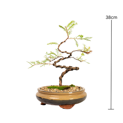 Swamp Cypress Bonsai (2007)