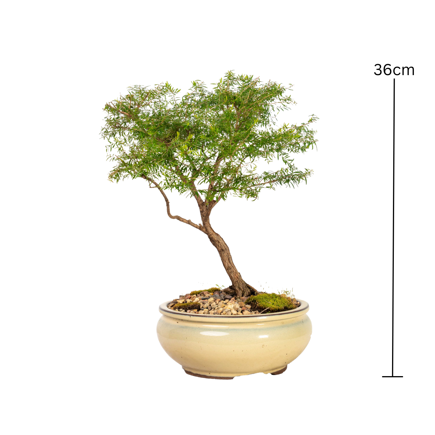 Baeckea Bonsai (2006)