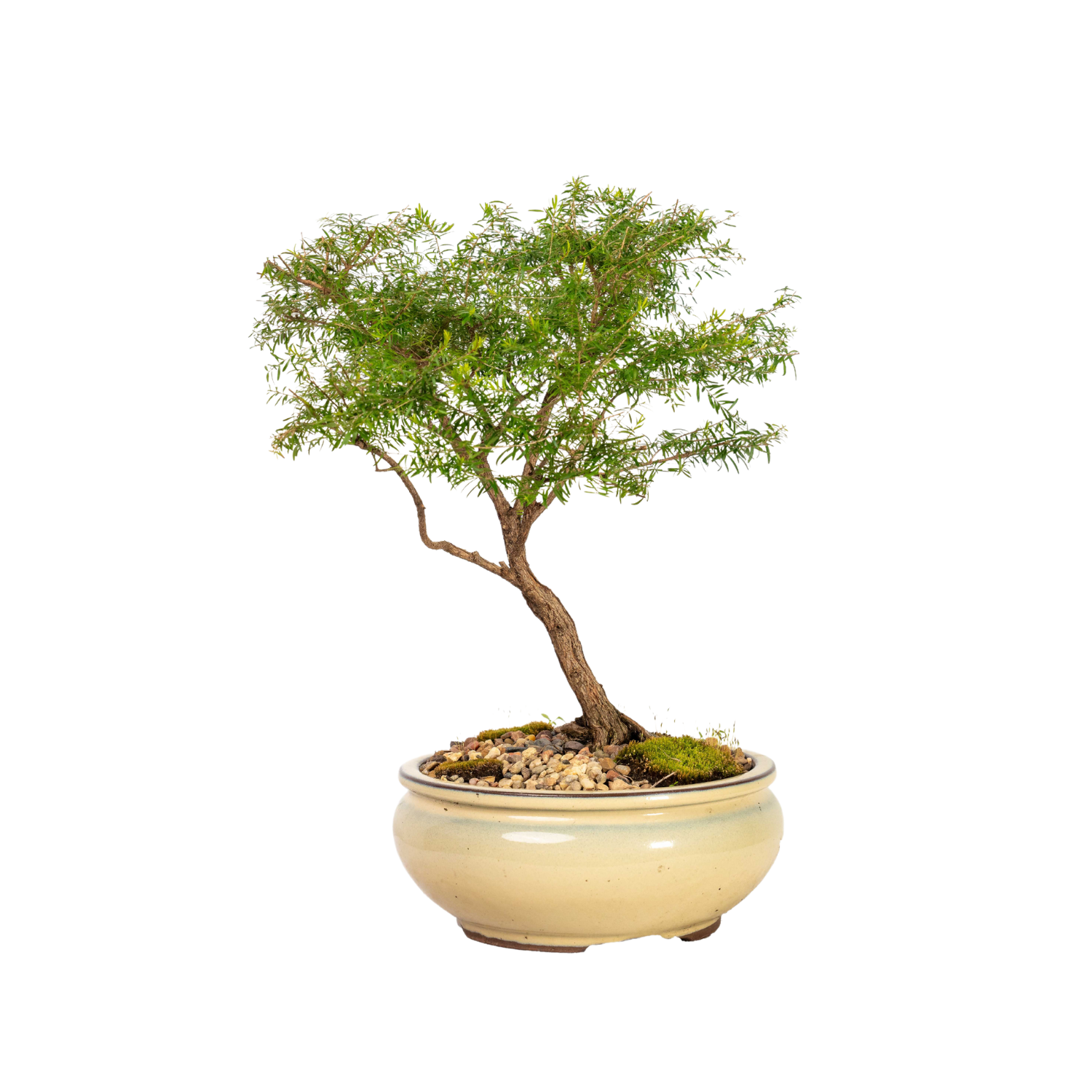 Baeckea Bonsai (2006)