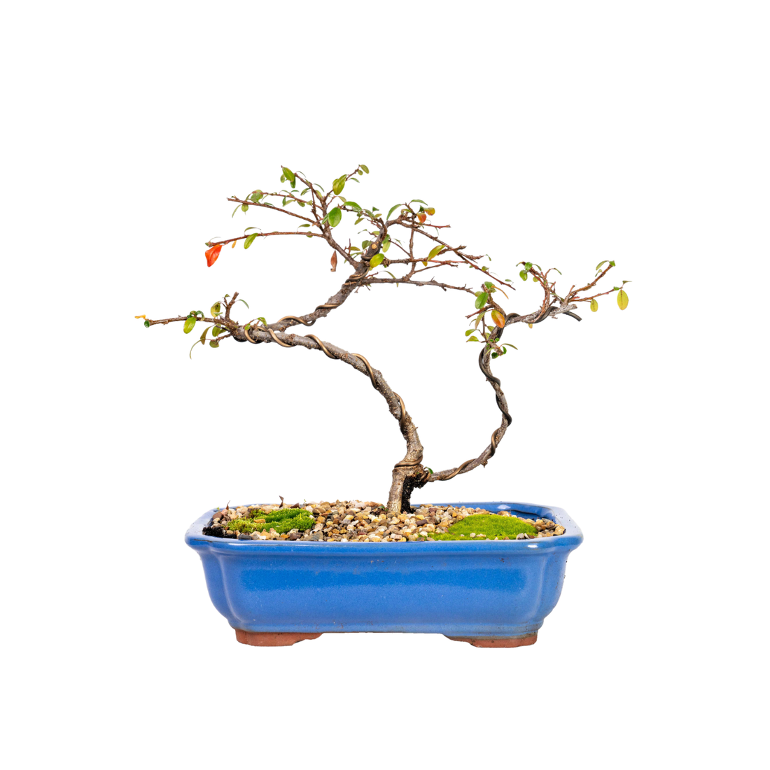 Japanese Rockspray Bonsai (2014)