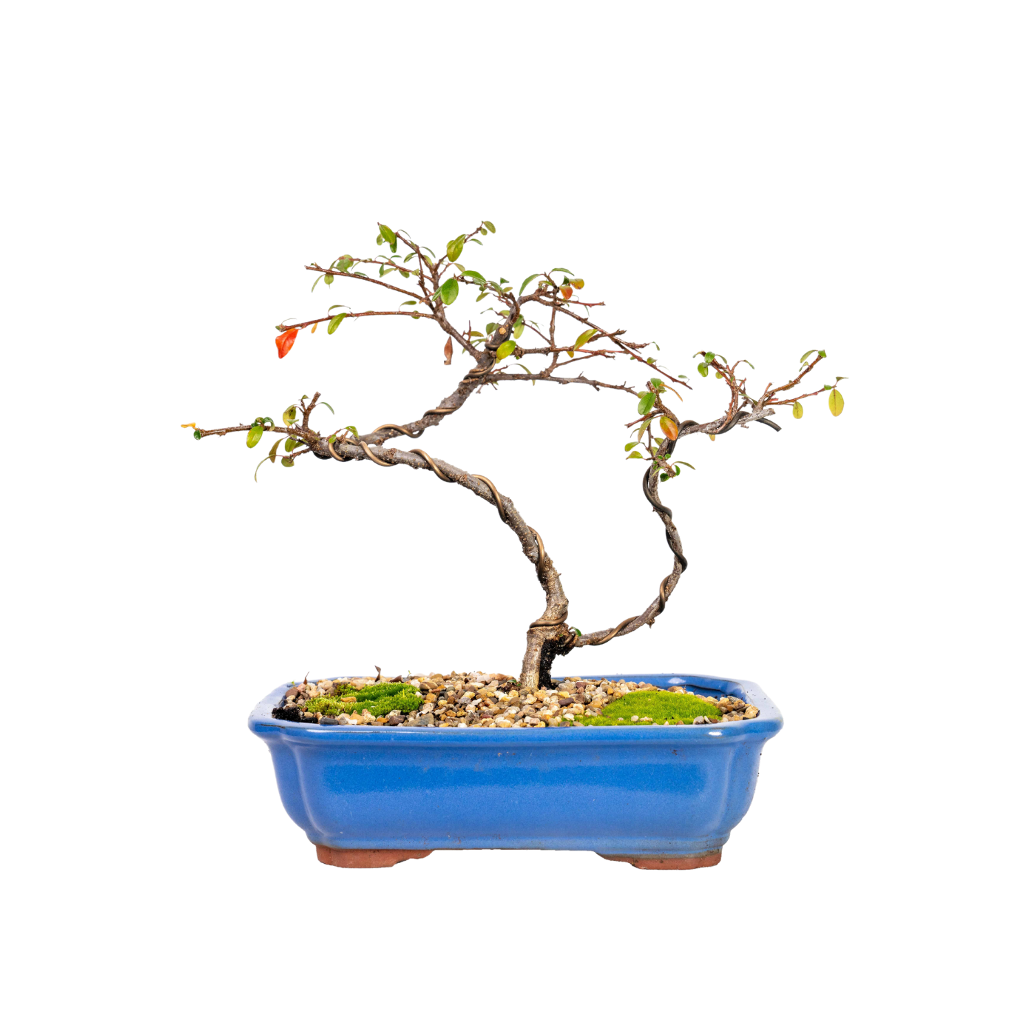 Japanese Rockspray Bonsai (2014)