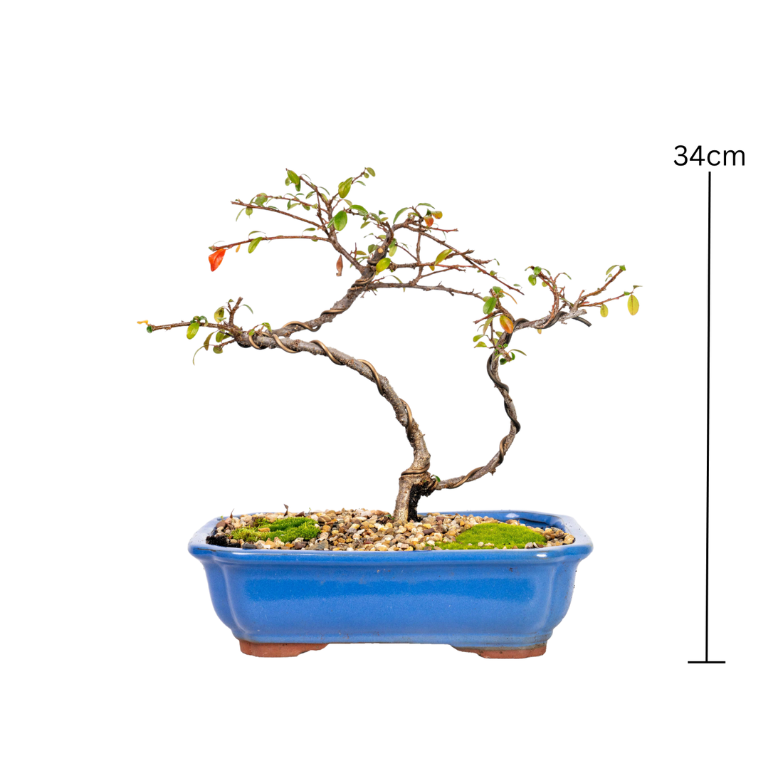 Japanese Rockspray Bonsai (2014)