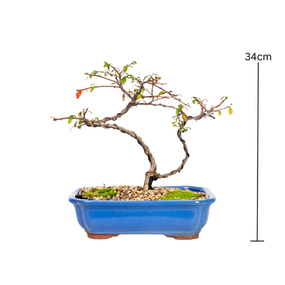 Japanese Rockspray Bonsai (2014)