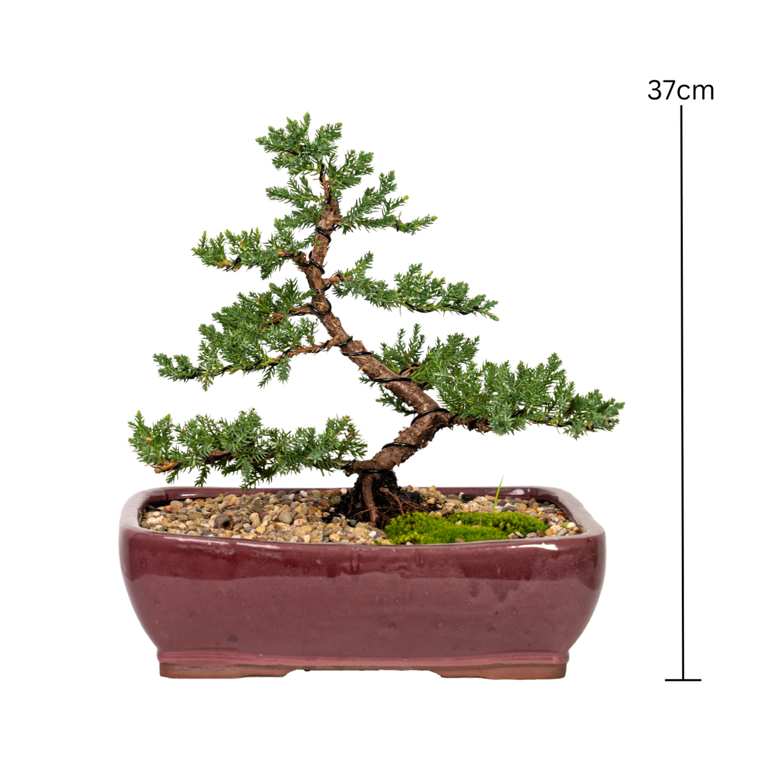 Juniper Bonsai (2011)