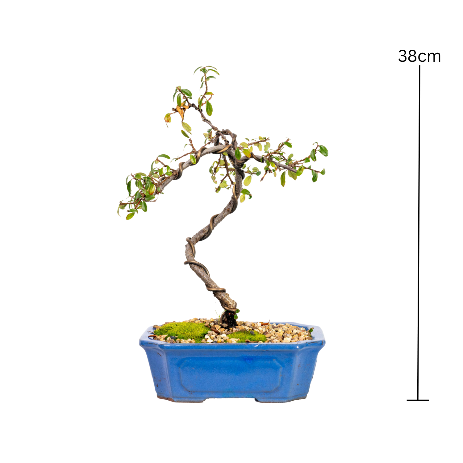 Japanese Rockspray Bonsai (2013)