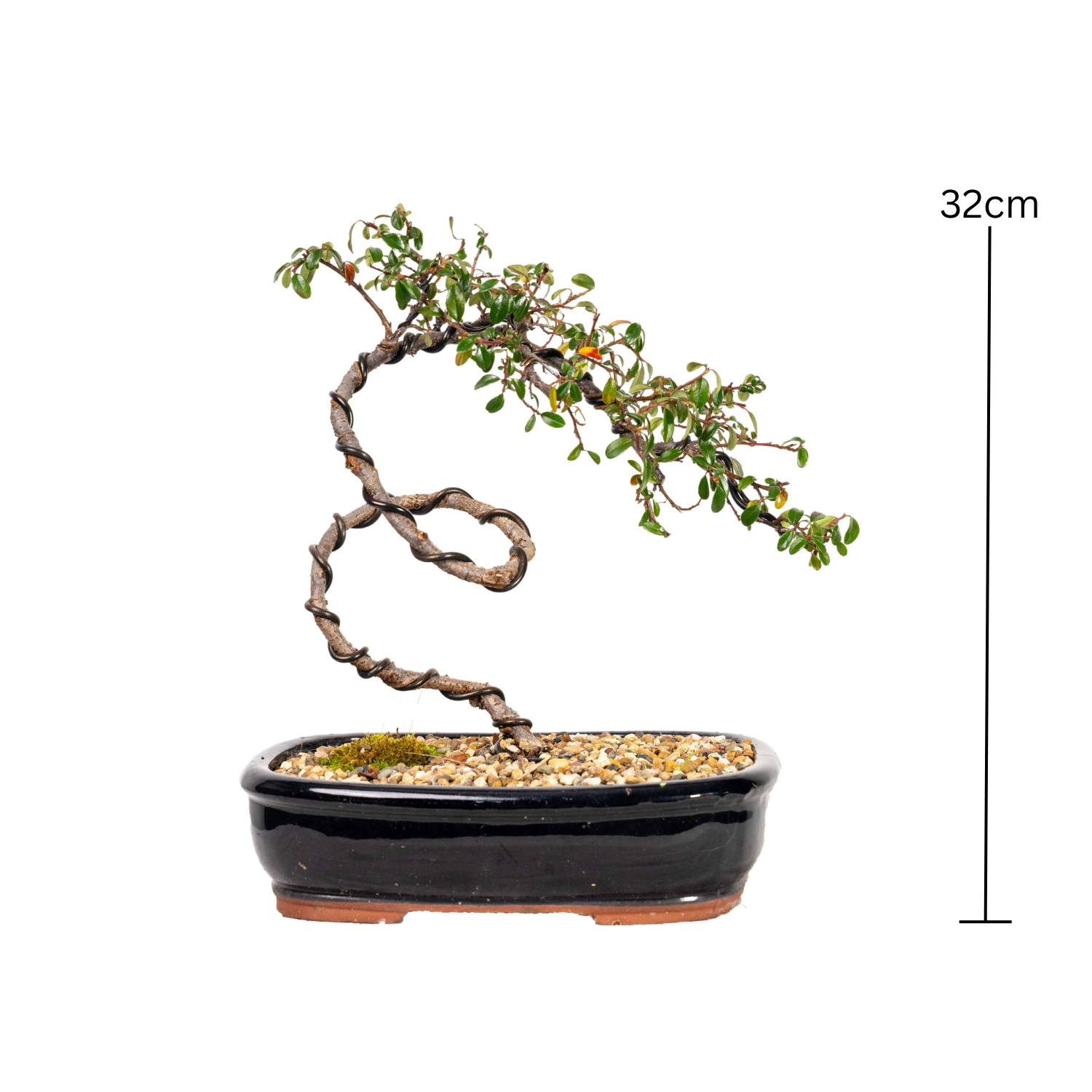 Cotoneaster Bonsai (2012)