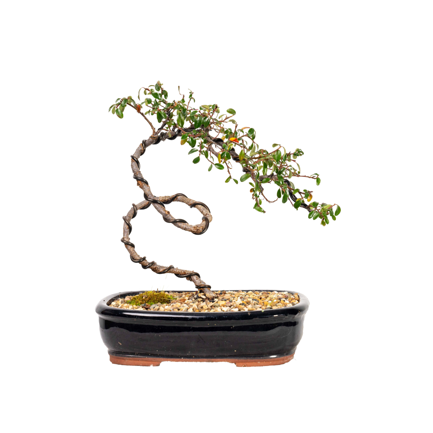 Cotoneaster Bonsai (2012)