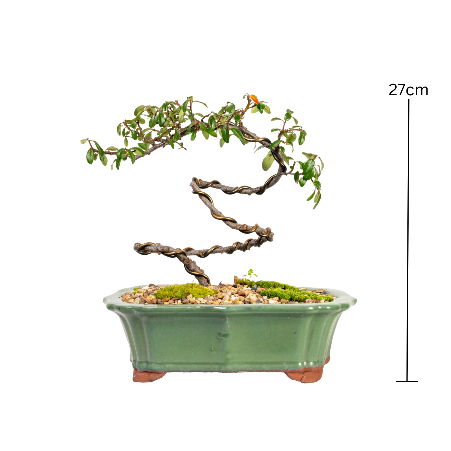 Japanese Rockspray Bonsai (2014)